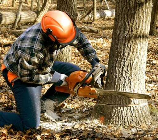 Tree Removal in Continental Divide, NM